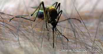 With all this rain, mosquitos are back in Twin Cities with a vengeance