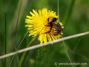 Bee die-offs due to cool weather, not aerial spraying, says B.C. apiculturist