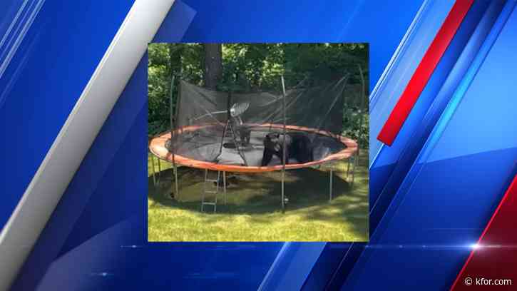 WATCH: Mother bear, cub playing on trampoline in Massachusetts