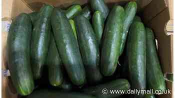 Cucumbers contaminated with salmonella sicken more than 150 people across multiple states