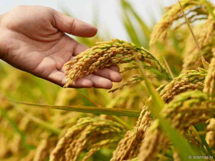 Rijst telen in Nederland: kan dat? Eerste oogst valt tegen, maar wetenschappers laten zich niet uit het veld slaan