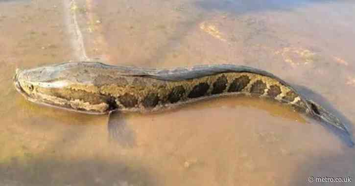 Massive snake-headed fish are invading rivers – and they can slither onto land