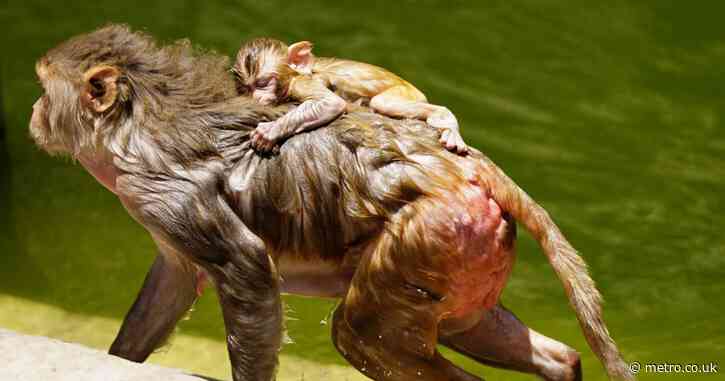 Monkeys drown in well during desperate search for water amid 45°C heatwave