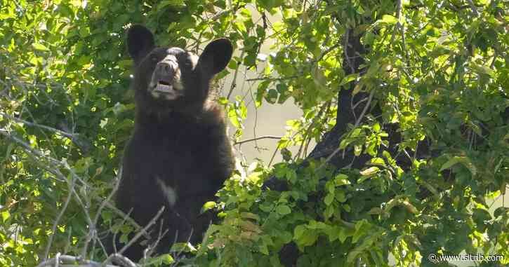 Marmalade bear, found in SLC tree, safely released into the wild