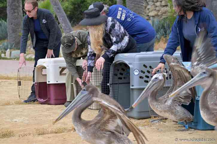 Recovered brown pelicans take flight off San Pedro’s White Point Beach