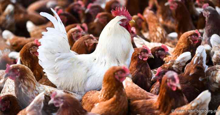 Erstmals Todesfall mit Vogelgrippe-Virus Typ H5N2 gemeldet