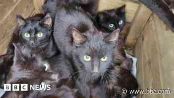 Up to 100 abandoned cats rescued from house