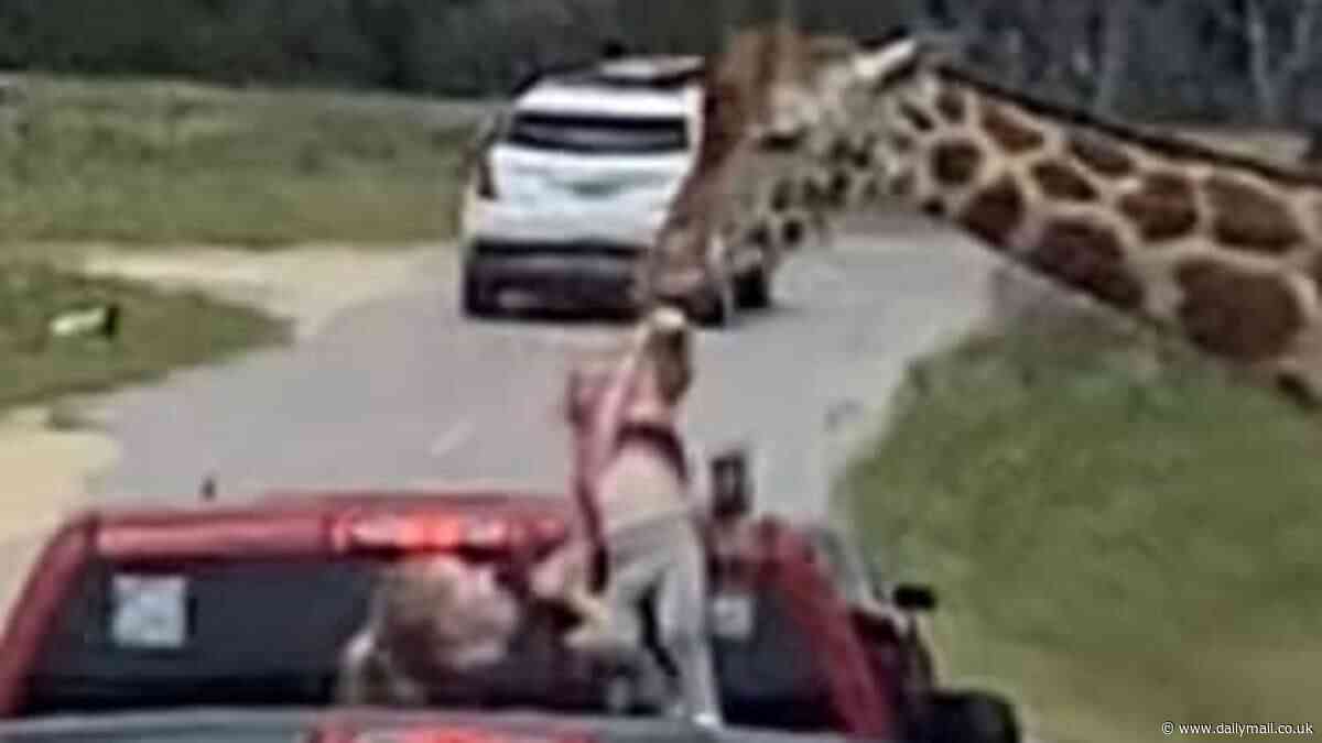 Alarming moment giraffe plucks toddler from family's truck at Texas drive-thru safari as helpless mom tries to cling to her child