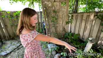 An 11-year-old Ottawa girl wants to change the rules around backyard chickens