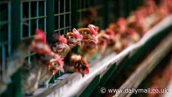 Bird flu outbreak: Fourth Aussie chicken farm hit by avian influenza as fears for egg supply grow