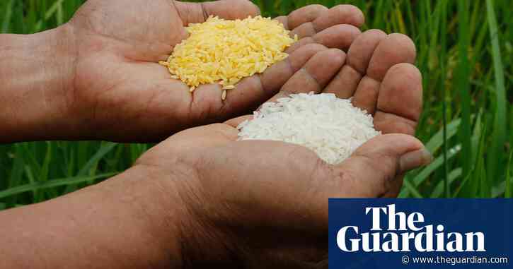 Golden rice: why has it been banned and what happens now? – podcast