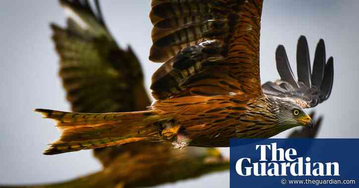 Country diary: Kites and ticks, in ever-greater numbers | Sara Hudston