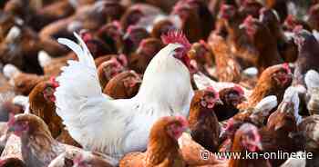 Mexiko: Weltweit erster Todesfall mit Vogelgrippe-Virus H5N2 gemeldet