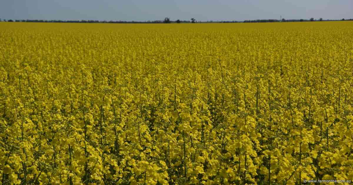 SGA working to get better ISCC outcomes for canola