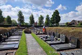Aangetaste buxushagen op kerkhof Minderhout worden verwijderd