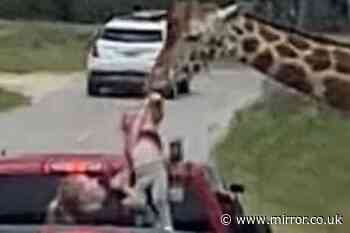 Dramatic video shows moment girl, 2, lifted from truck by giraffe she was trying to feed