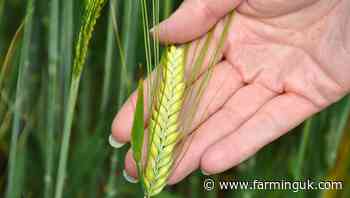New high-yielding malting barley variety Tennyson gets approval