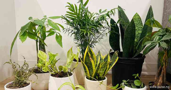 Low-maintenance plants to have at home