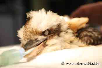 Avontuur van ontsnapte kookaburra eindigt na dikke maand tegen auto in Meeuwen