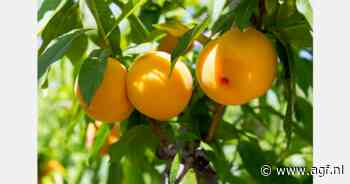 Nood aan perzikrassen met minder koudebehoefte