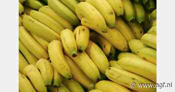 Waarom betaalde bananenmerk miljoenen aan een beruchte Colombiaanse terroristische groepering?