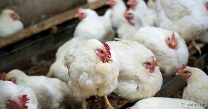 What do we know about new deadly bird flu strain?