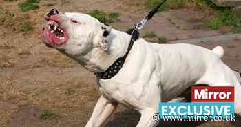 Surge in demand for 'dangerous dogs' in UK since XL Bullies banned, study shows