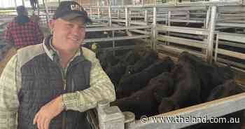 Winter hits Moss Vale store cattle market