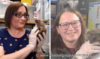 Eldwick and Otley hedgehog rescuers make BBC wildlife award final