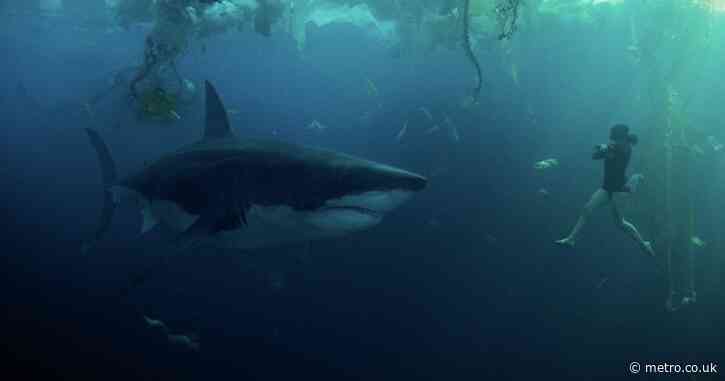 Netflix’s petrifying new shark attack movie has ‘no right to be this good’