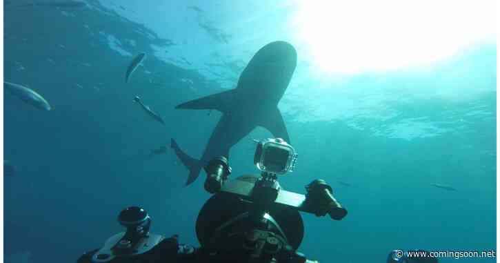 World’s Biggest Bull Shark? Streaming: Watch & Stream Online via Disney Plus