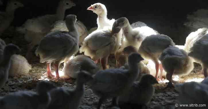 Opinion: Why the new human case of bird flu is so alarming