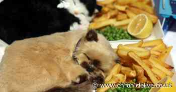 Mock kittens and chips displayed as part of PETA protest in Newcastle on National Fish and Chip Day