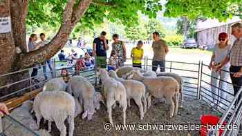 Schäferaktionstag: Buntes Programm rund um die Schafe lockt nach Wildberg