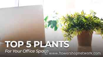 Top 5 Plants: For Your Office Space