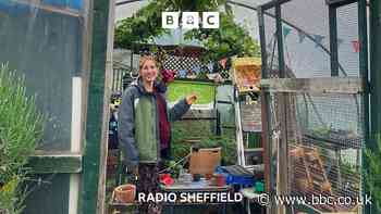 Why Sheffield loves its allotments