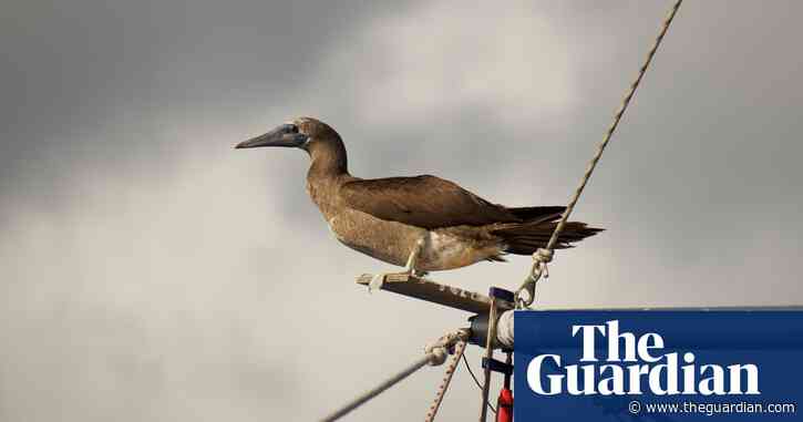 More intense, frequent tropical cyclones may devastate seabird colonies – study