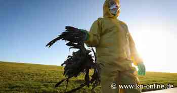 Vogelgrippe: Was ist der Unterschied zwischen H5N1 und anderen Virustypen?