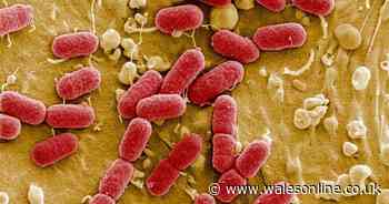 Urgent warning as dozens in hospital amid UK-wide E.coli outbreak with 113 reported cases