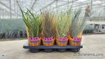 Siergrassenlijn Easy Grasses ook in kleinere potmaat beschikbaar