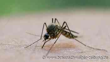 Mückenplage nach dem Hochwasser: So können Sie sich schützen