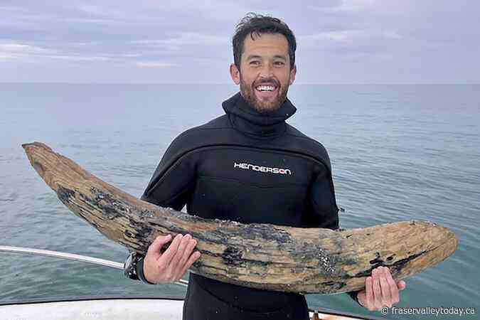 Fossil-hunting diver says he has found a large section of mastodon tusk off Florida’s coast