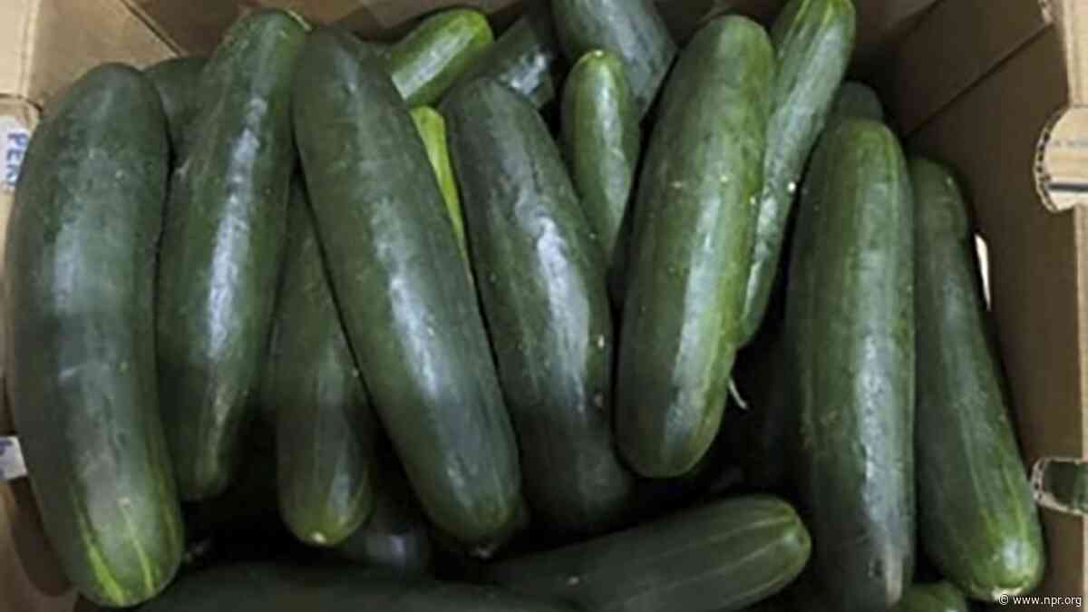 More than 150 in U.S. became sick due to a possible salmonella outbreak in cucumbers