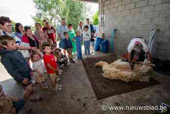 Jongelui leren schapen scheren op kinderboerderij d’Oude Smelterij