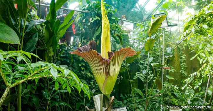 Titanwurz-Blüte hat begonnen: Größte Blume der Welt