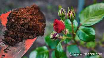 Kaffeesatz als natürlicher Dünger: Welche Gartenpflanzen vertragen das beliebte Hausmittel?