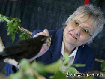 Ottawa Valley Wild Bird Care Centre breaks ground on new $4M bird hospital