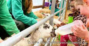 The £5 a ticket farm with animals, mini diggers and ziplines is a must for families this summer