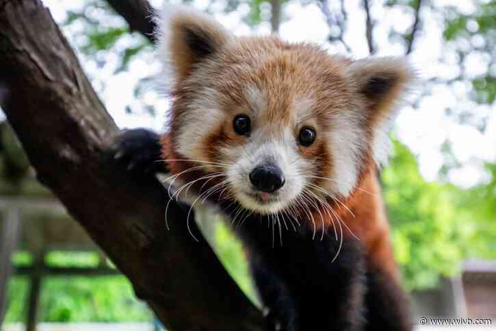 Take a look at the Buffalo Zoo's new red panda