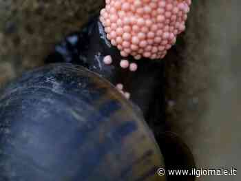 Attenzione a queste uova rosa, appartengono a un alimale pericoloso: ecco di cosa si tratta